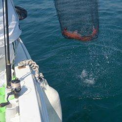 遊漁船 家入 釣果