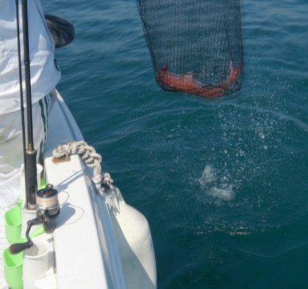 遊漁船 家入 釣果