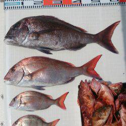 遊漁船 家入 釣果