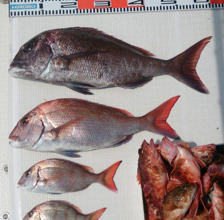 遊漁船 家入 釣果