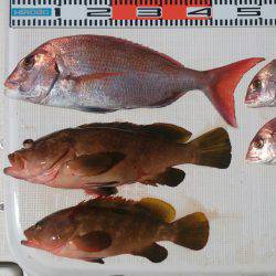 遊漁船 家入 釣果