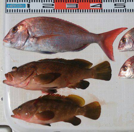 遊漁船 家入 釣果