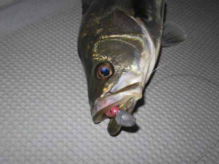 Chase（チェイス） 釣果