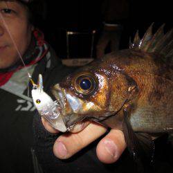 Chase（チェイス） 釣果