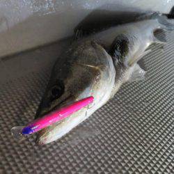 Chase（チェイス） 釣果