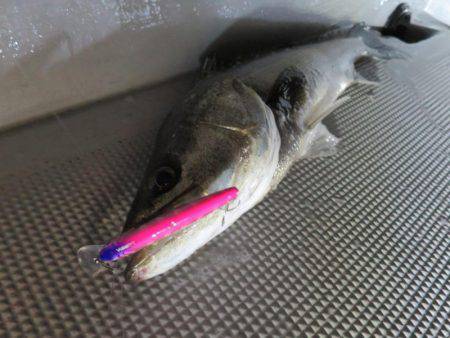 Chase（チェイス） 釣果