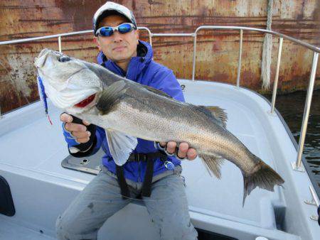 Chase（チェイス） 釣果