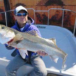 Chase（チェイス） 釣果
