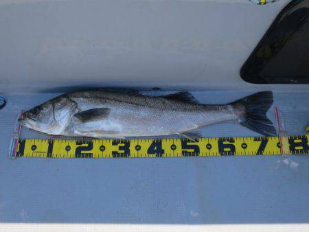 Chase（チェイス） 釣果