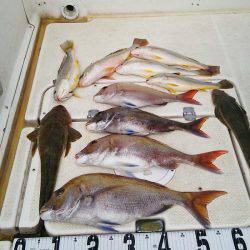 マリンガイド福丸 釣果