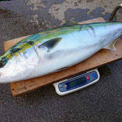 まるいち丸 ZERO-1 釣果