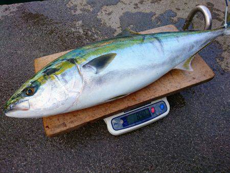 まるいち丸 ZERO-1 釣果