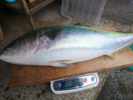 まるいち丸 ZERO-1 釣果