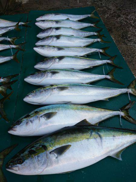 まるいち丸 ZERO-1 釣果