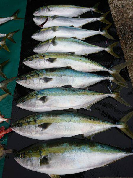 まるいち丸 ZERO-1 釣果