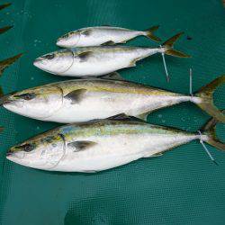 まるいち丸 ZERO-1 釣果