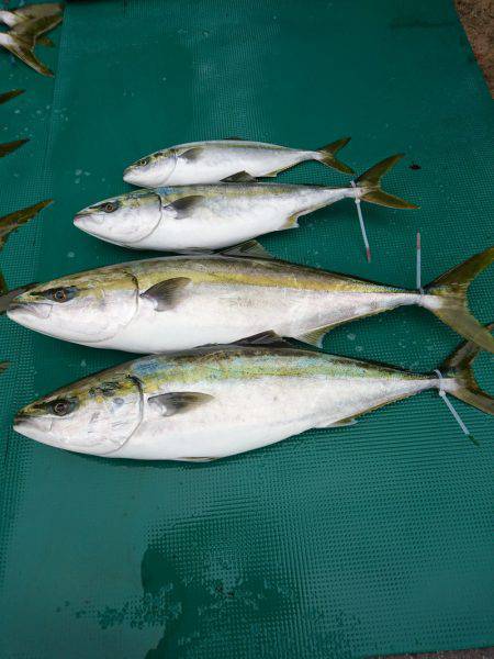 まるいち丸 ZERO-1 釣果