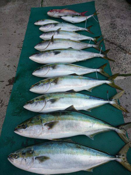 まるいち丸 ZERO-1 釣果