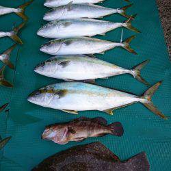 まるいち丸 ZERO-1 釣果