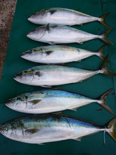 まるいち丸 ZERO-1 釣果