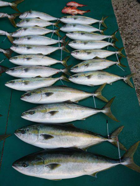 まるいち丸 ZERO-1 釣果