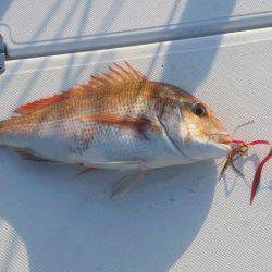 ＪＤＩ　Ｒａｃｉｎｇ　シールズマリンレジャー 釣果