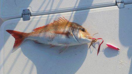 ＪＤＩ　Ｒａｃｉｎｇ　シールズマリンレジャー 釣果