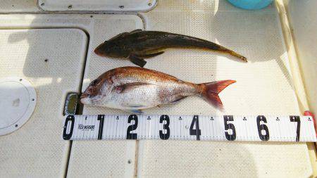 マリンガイド福丸 釣果