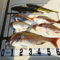 マリンガイド福丸 釣果