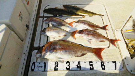 マリンガイド福丸 釣果