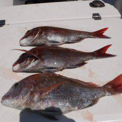 ＪＤＩ　Ｒａｃｉｎｇ　シールズマリンレジャー 釣果