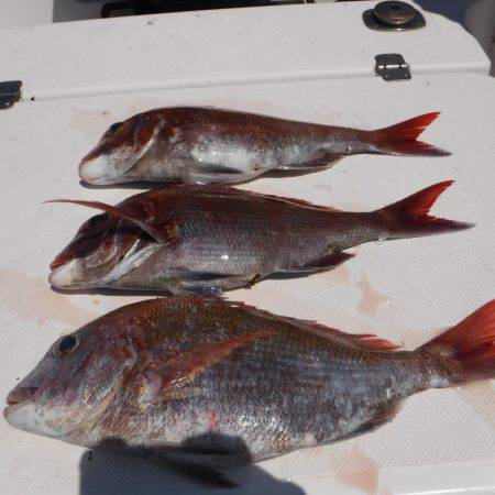 ＪＤＩ　Ｒａｃｉｎｇ　シールズマリンレジャー 釣果