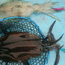 シースナイパー海龍 釣果