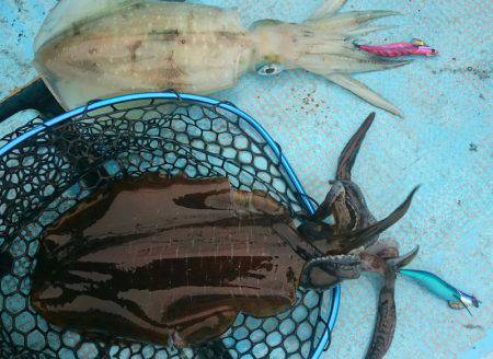 シースナイパー海龍 釣果