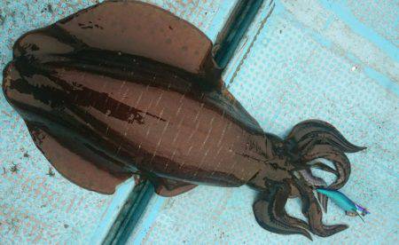 シースナイパー海龍 釣果