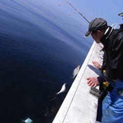 芳陽丸 釣果