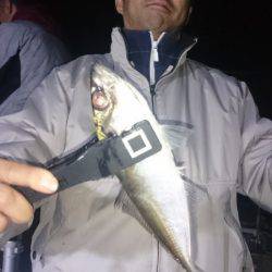 シースナイパー海龍 釣果