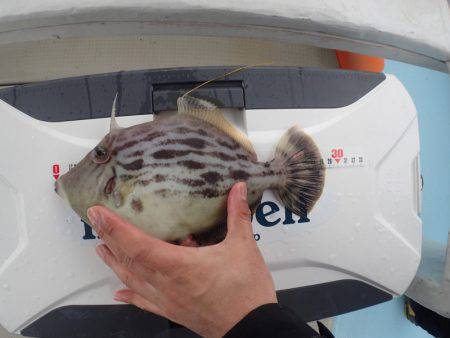 水天丸 釣果