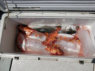 第二清洋丸 釣果