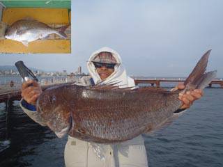 須磨海づり公園　釣果