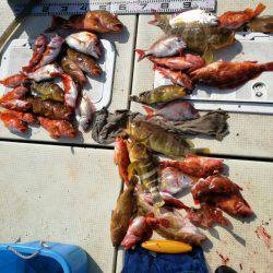 リトルワン 釣果