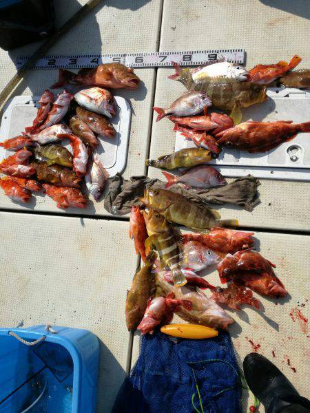 リトルワン 釣果