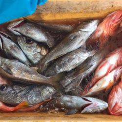 Sea Frend 片山丸 釣果