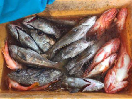 Sea Frend 片山丸 釣果