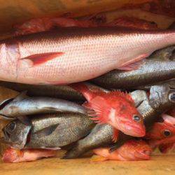 Sea Frend 片山丸 釣果