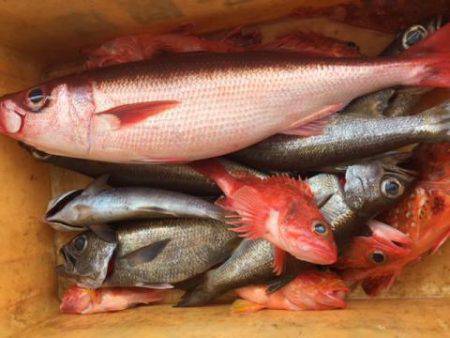 Sea Frend 片山丸 釣果