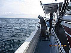 遊漁船 未紗奈 釣果