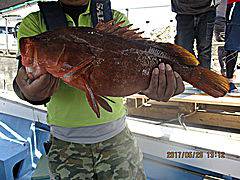 遊漁船 未紗奈 釣果