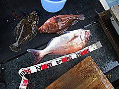 遊漁船 未紗奈 釣果