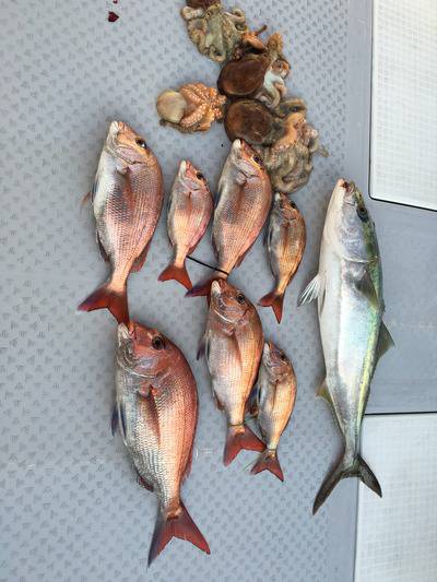 ミタチ丸 釣果